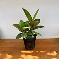 Ficus elastica 'Shriveana' (Ficus Moonshine) - 6" Pot
