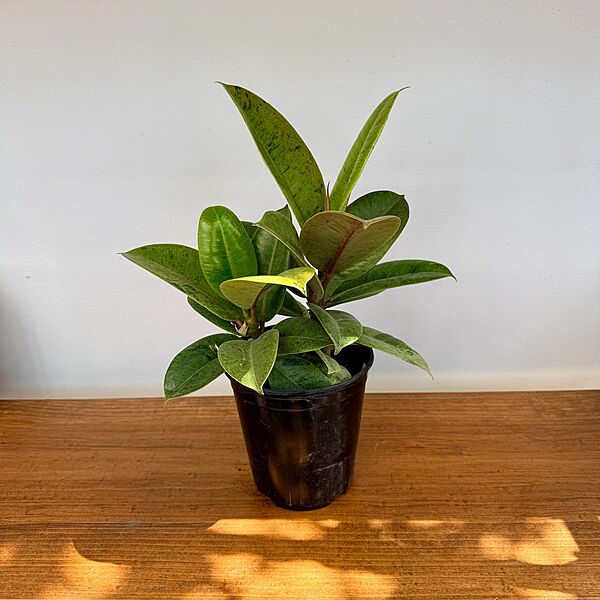 Ficus elastica 'Shriveana' (Ficus Moonshine) - 6" Pot