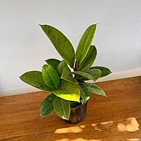 Ficus elastica 'Shriveana' (Ficus Moonshine) - 6" Pot