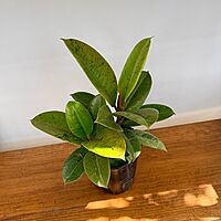 Ficus elastica 'Shriveana' (Ficus Moonshine) - 6" Pot
