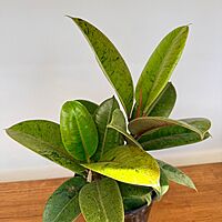 Ficus elastica 'Shriveana' (Ficus Moonshine) - 6" Pot