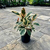 Ficus elastica 'Tineke' (Tineke Rubber Plant) - 10" Pot - Std