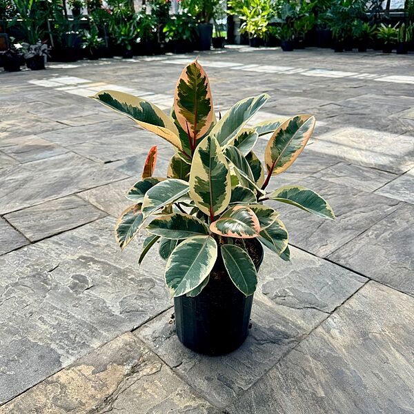 Ficus elastica 'Tineke' (Tineke Rubber Plant) - 10" Pot - Std