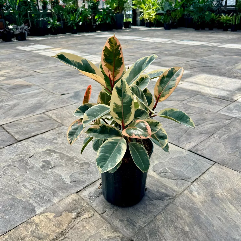Ficus elastica 'Tineke' (Tineke Rubber Plant) - 10" Pot - Std