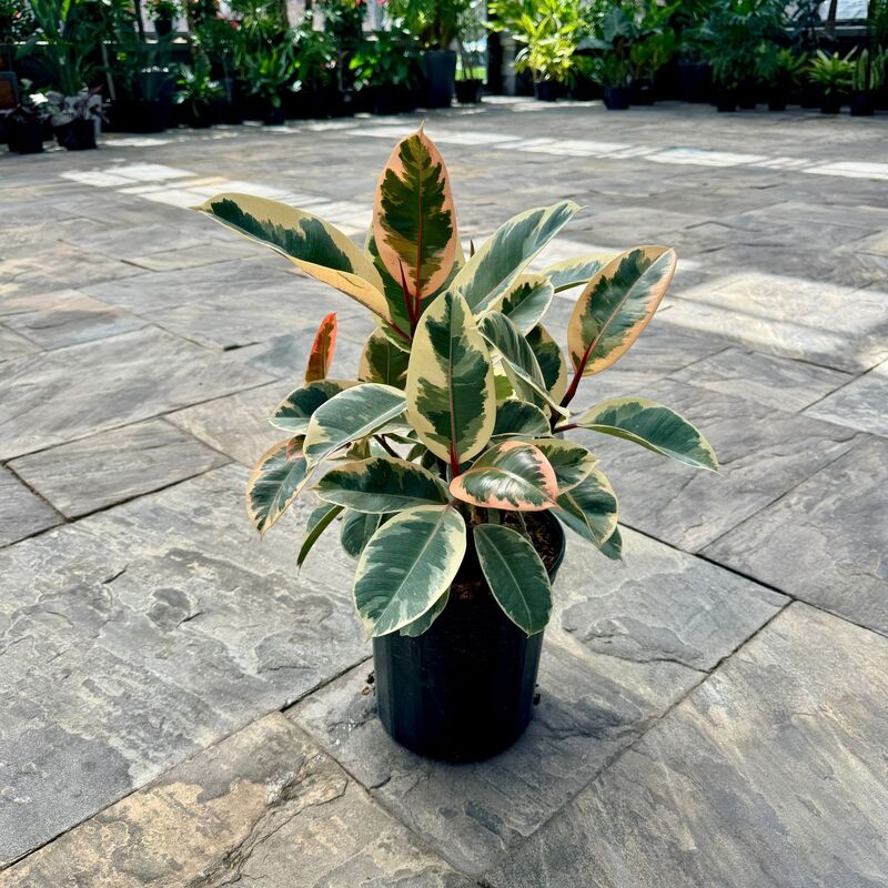Ficus elastica 'Tineke' (Tineke Rubber Plant) - 10" Pot - Std
