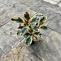 Ficus elastica 'Tineke' (Tineke Rubber Plant) - 10" Pot - Std