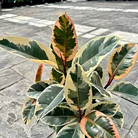 Ficus elastica 'Tineke' (Tineke Rubber Plant) - 10" Pot - Std