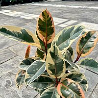 Ficus elastica 'Tineke' (Tineke Rubber Plant) - 10" Pot - Std