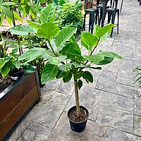 Ficus altissima 'Yellow Gem' (Golden Rubber Plant 'Yellow Gem') - 10" Pot - Std