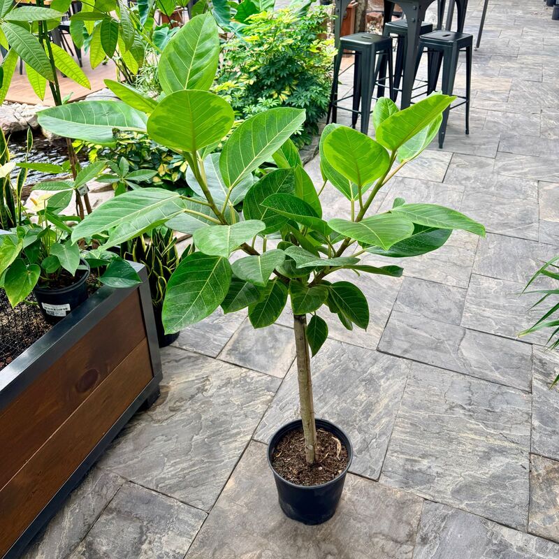 Ficus altissima 'Yellow Gem' (Golden Rubber Plant 'Yellow Gem') - 10" Pot - Std