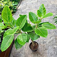 Ficus altissima 'Yellow Gem' (Golden Rubber Plant 'Yellow Gem') - 10" Pot - Std