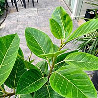 Ficus altissima 'Yellow Gem' (Golden Rubber Plant 'Yellow Gem') - 10" Pot - Std