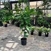 Ficus pandurata lyrata (Pandurata Fig) - 12" Pot - Std
