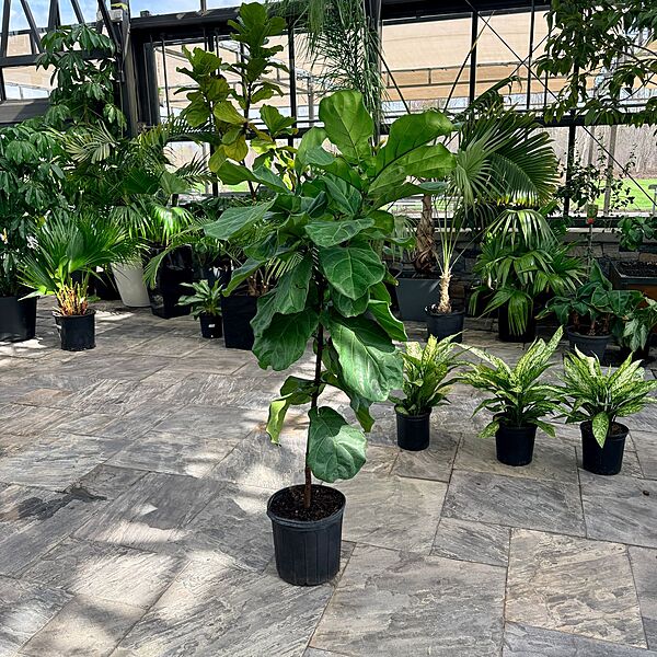 Ficus pandurata lyrata (Pandurata Fig) - 12" Pot - Std