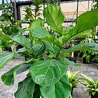 Ficus pandurata lyrata (Pandurata Fig) - 12" Pot - Std
