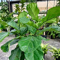 Ficus pandurata lyrata (Pandurata Fig) - 12" Pot - Std