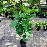 Ficus pandurata lyrata (Pandurata Fig) - 12" Pot - Std