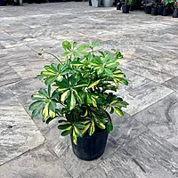 Schefflera arboricola 'Gold Capella' (Variegated Umbrella Tree 'Gold Capella') - 10" Pot Bush