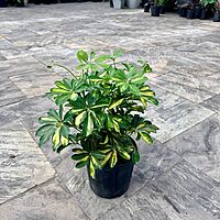 Schefflera arboricola 'Gold Capella' (Variegated Umbrella Tree 'Gold Capella') - 10" Pot Bush