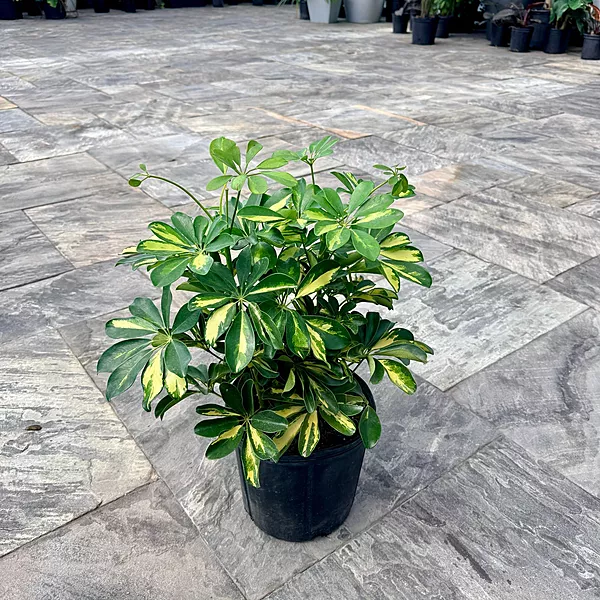 Schefflera arboricola 'Gold Capella' (Variegated Umbrella Tree 'Gold Capella') - 10" Pot Bush