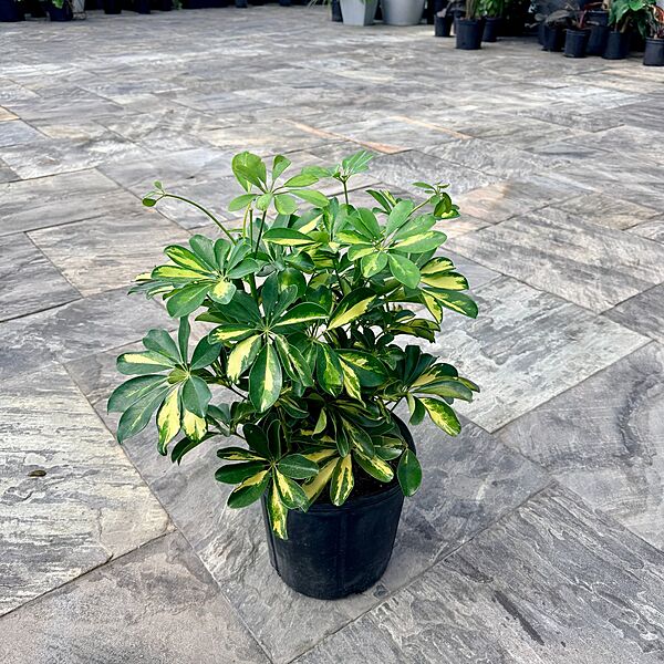Schefflera arboricola 'Gold Capella' (Variegated Umbrella Tree 'Gold Capella') - 10" Pot Bush
