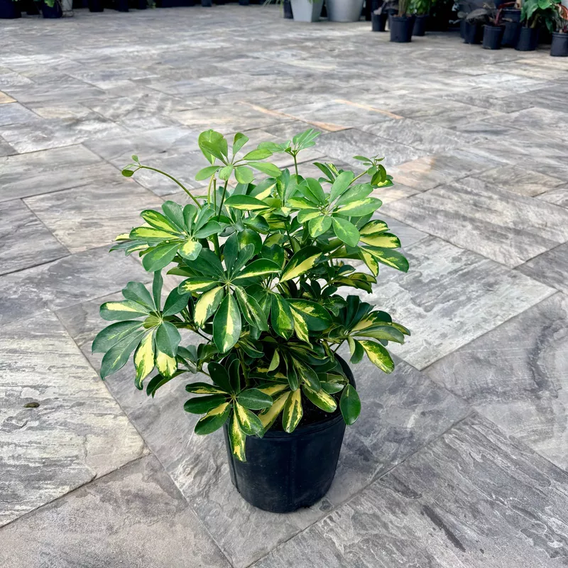 Schefflera arboricola 'Gold Capella' (Variegated Umbrella Tree 'Gold Capella') - 10" Pot Bush