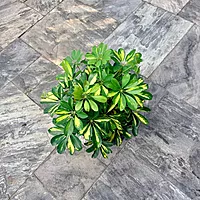 Schefflera arboricola 'Gold Capella' (Variegated Umbrella Tree 'Gold Capella') - 10" Pot Bush