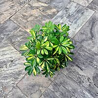 Schefflera arboricola 'Gold Capella' (Variegated Umbrella Tree 'Gold Capella') - 10" Pot Bush
