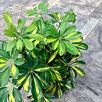 Schefflera arboricola 'Gold Capella' (Variegated Umbrella Tree 'Gold Capella') - 10" Pot Bush