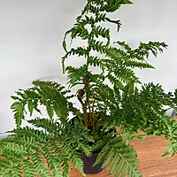Australian Tree Fern (Cyathea cooperi) - 6" Pot