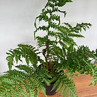 Australian Tree Fern (Cyathea cooperi) - 6" Pot