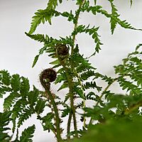 Australian Tree Fern (Cyathea cooperi) - 6" Pot