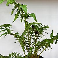 Australian Tree Fern (Cyathea cooperi) - 6" Pot