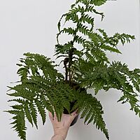 Australian Tree Fern (Cyathea cooperi) - 6" Pot