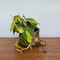 Tommie Turtle Pot - 8.75" x 6.5" x 4.75"