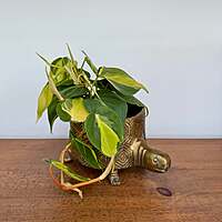 Tommie Turtle Pot - 8.75" x 6.5" x 4.75"
