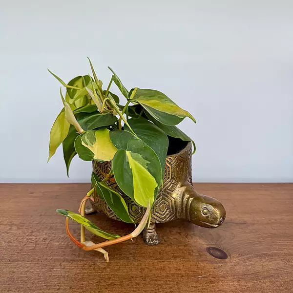 Tommie Turtle Pot - 8.75" x 6.5" x 4.75"