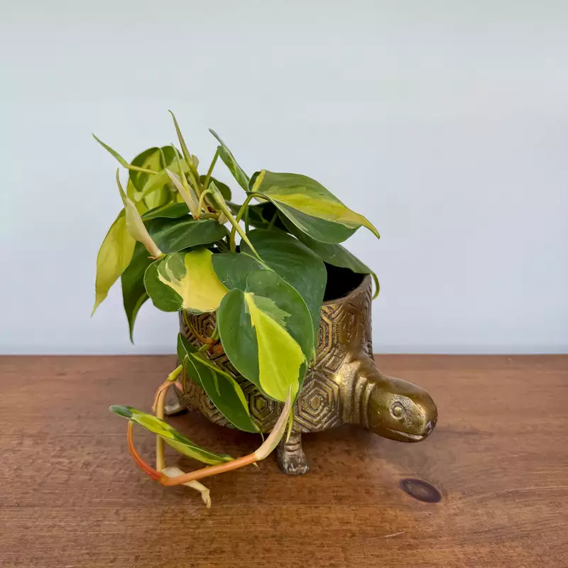 Tommie Turtle Pot - 8.75" x 6.5" x 4.75"
