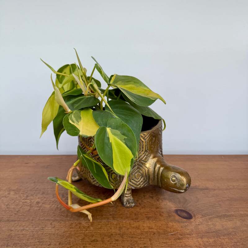 Tommie Turtle Pot - 8.75" x 6.5" x 4.75"