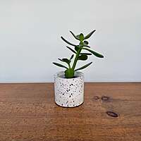Terrazzo Pot - 3" x 2.75"