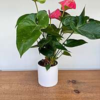Cercle Pot - 4.25" x 4.25" - White