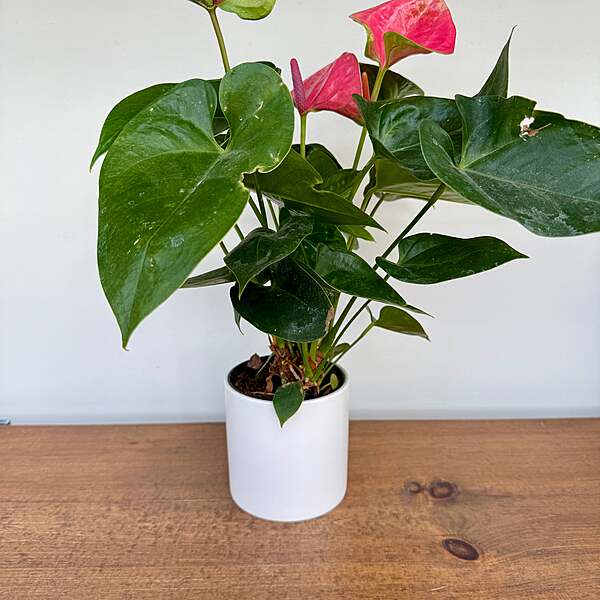Cercle Pot - 4.25" x 4.25" - White