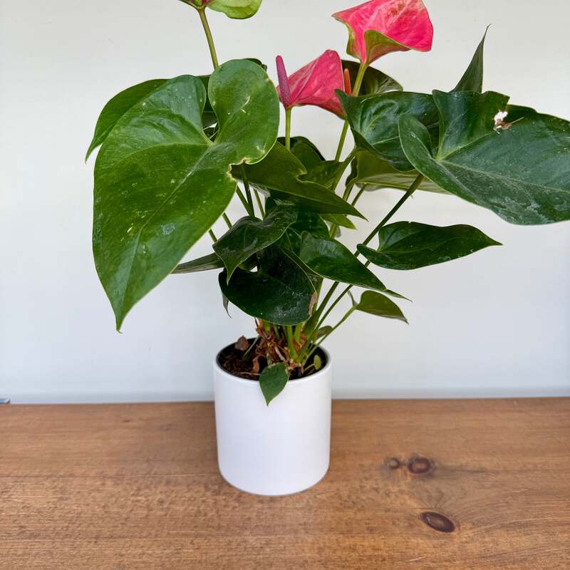 Cercle Pot - 4.25" x 4.25" - White