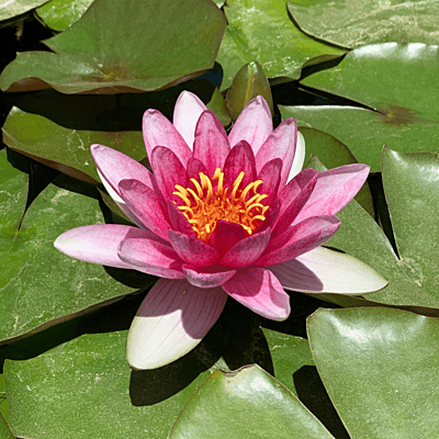 Hardy Water Lily Red 'Attraction' (Nymphaea 'Attraction') - 8" Pot