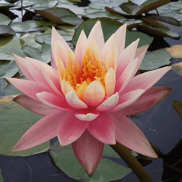 Hardy Water Lily Peach 'Barbara Dobbins' (Nymphaea 'Barbara Dobbins') - 8" Pot