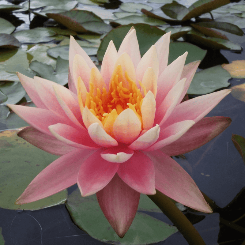 Hardy Water Lily Peach 'Barbara Dobbins' (Nymphaea 'Barbara Dobbins') - 8" Pot