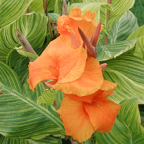 Canna 'Bengal Tiger' (Canna sp. 'Bengal Tiger') - 10" Pot