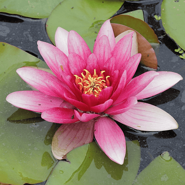 Hardy Water Lily Red 'Charles de Meurville' (Nymphaea 'Charles de Meurville') - 8" Pot