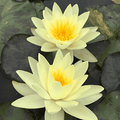 Hardy Water Lily Yellow 'Chromatella' (Nymphaea 'Chromatella') - 8" Pot