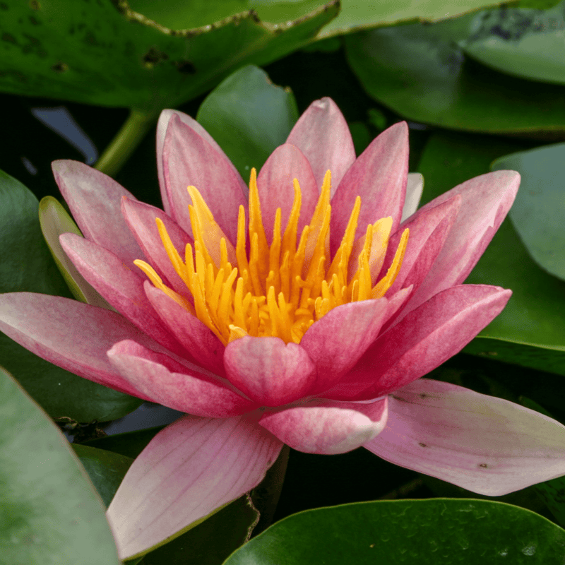 Hardy Water Lily Changeable 'Comanche' (Nymphaea 'Comanche') - 8" Pot